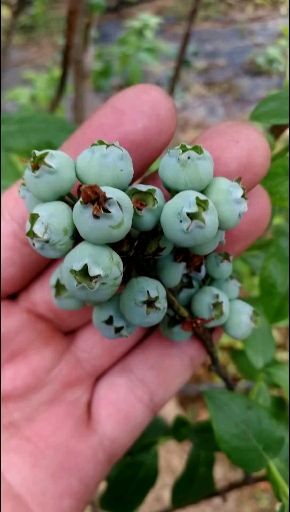  蓝宝石蓝莓苗 基地直供 量大 饱满品质保障