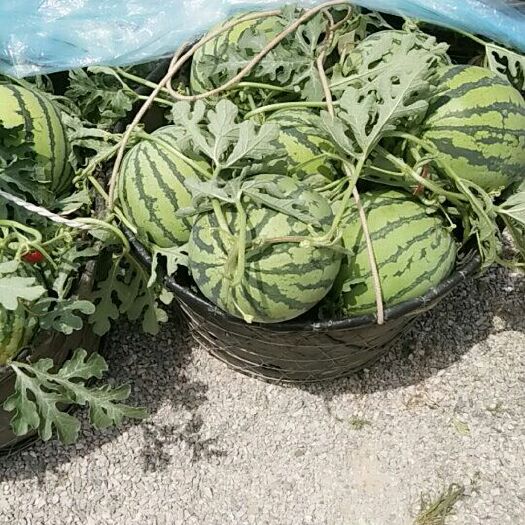 郯城县早佳8424 5斤打底 8成熟 1茬 无籽