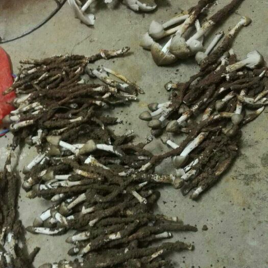 武宣县鸡枞菌 大量供应鸡纵菌