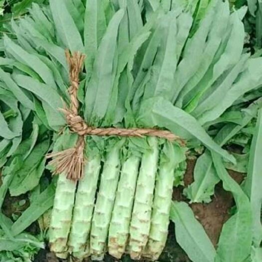 定州市 河北定州大量供应莴笋，大白菜