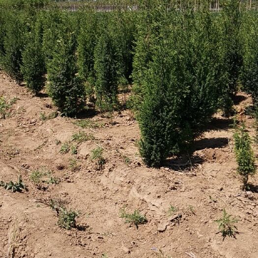 天津桧柏 北京侩 量大