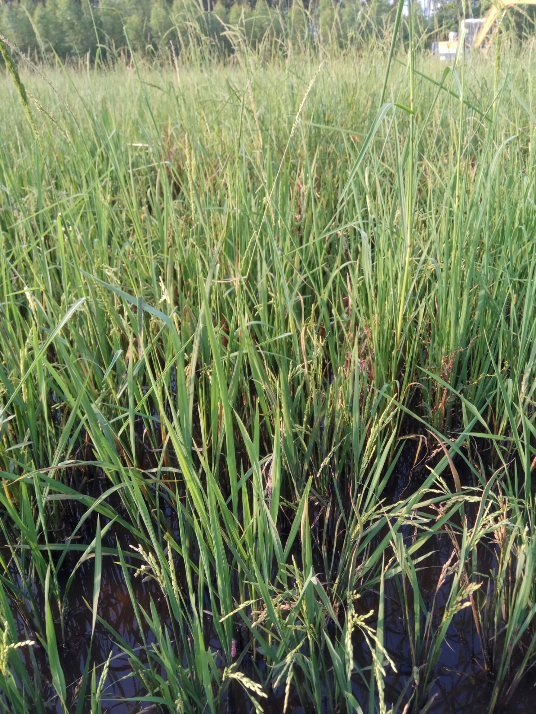 月月兔 月兔，便宜卖