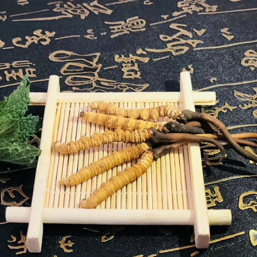 康定市冬虫夏草 都是这几天收购的