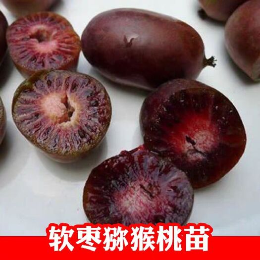 钟祥市软枣猕猴桃苗  两年苗 包回收  我送苗你种植