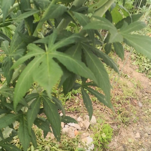 潜山市覆盆子 无肥、无药人工採摘，自然晒干，质量保证
