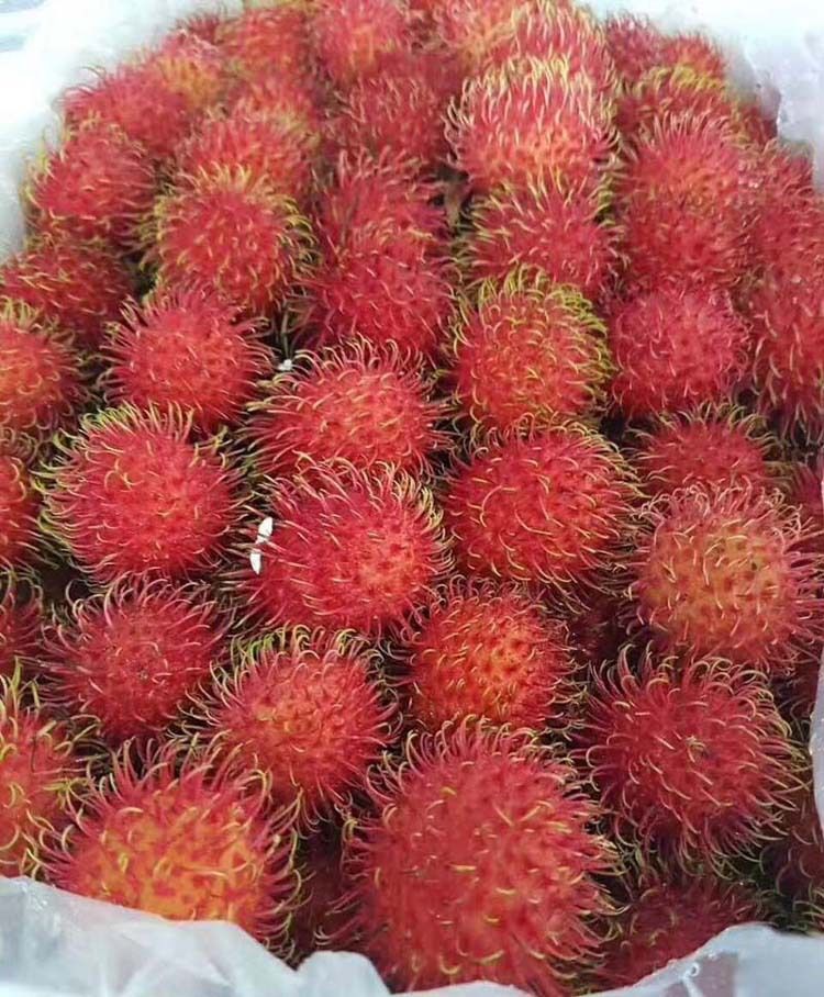 泰国红毛丹，现摘现发