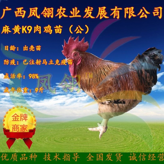 南宁K9麻黄鸡苗  公苗 快大型，热销品种 诚信经营 包疫苗包运输