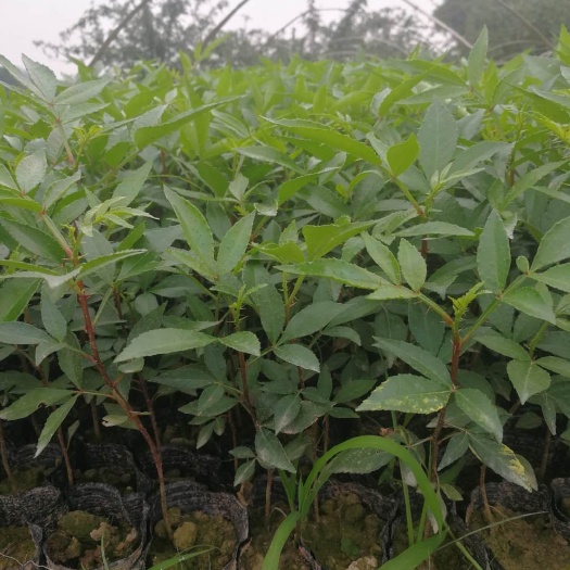 重庆市天知椒花椒苗 天知椒杯苗，九叶青杯苗