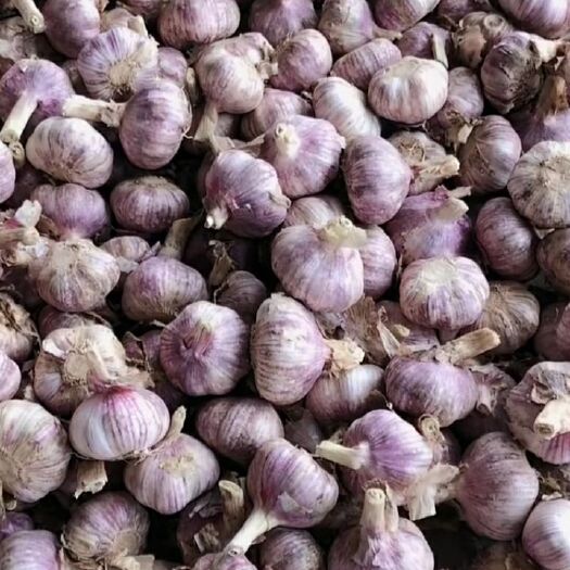 金乡县红皮蒜  山东省金乡县大蒜鲜蒜