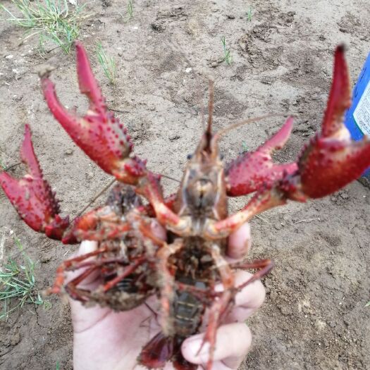 信阳青红虾 人工养殖