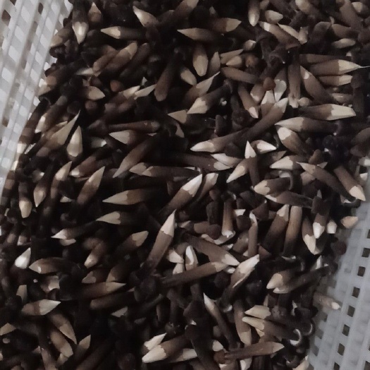 鱼台县鸡枞菌 一级靓货