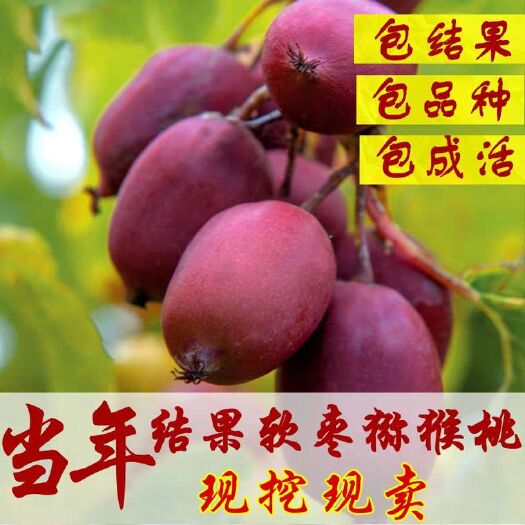 钟祥市软枣猕猴桃苗  我送苗你种植  包回收