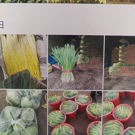 唐山荷兰15号土豆 荷兰十五