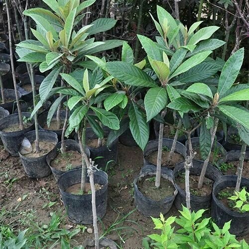 灵山县大五星枇杷苗   枇杷苗嫁接枇杷树苗大五星南方北方种植盆栽地栽特大果树苗琵琶