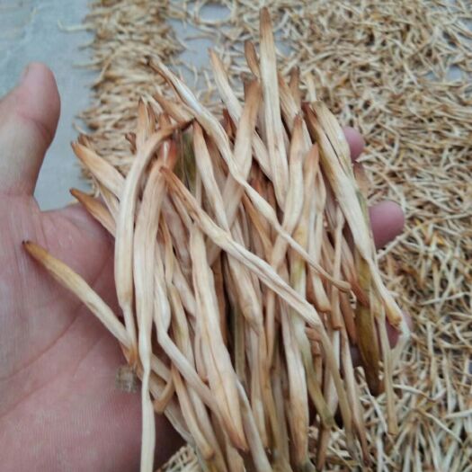 大荔县黄花菜  冷库直条菜 ，欢迎新老客户来电咨询！