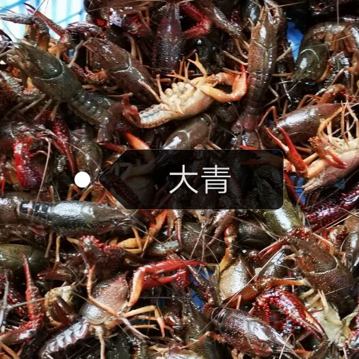 监利市监利小龙虾 货真价实，由发货方按收货方最近物流网点发货后，收货方自行提货