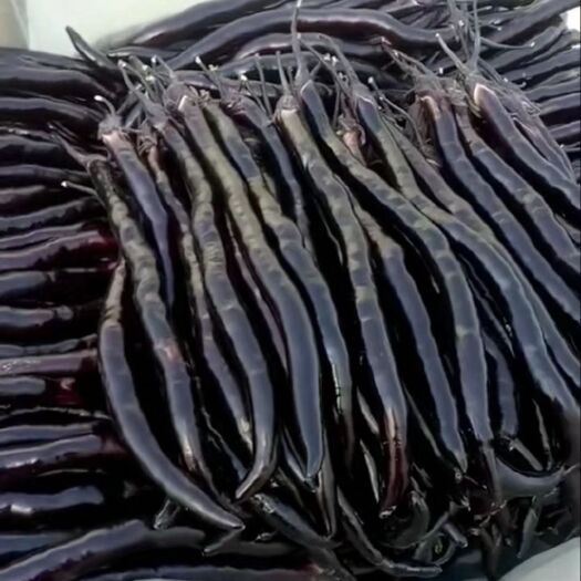 兰陵县 精品线茄