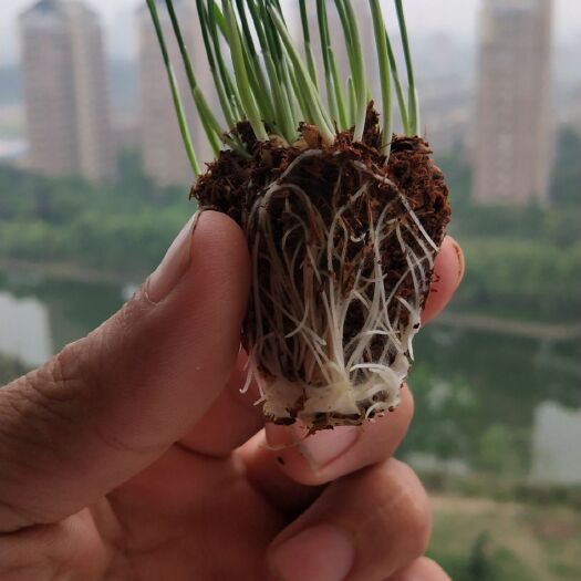 泗洪县草炭土 有机营养土