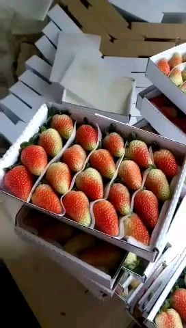 会泽县九九草莓 保证质量长年供货，有希要的老板联系我