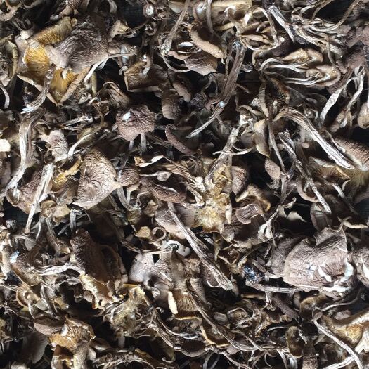 广昌县开伞3号茶树菇 干货直供