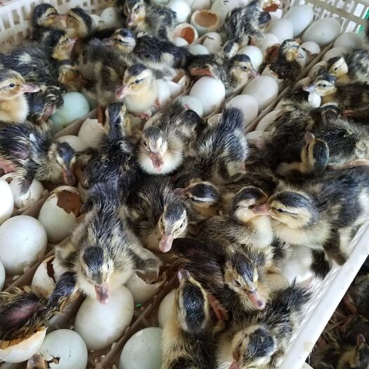 昆明 特等黄麻鸭苗