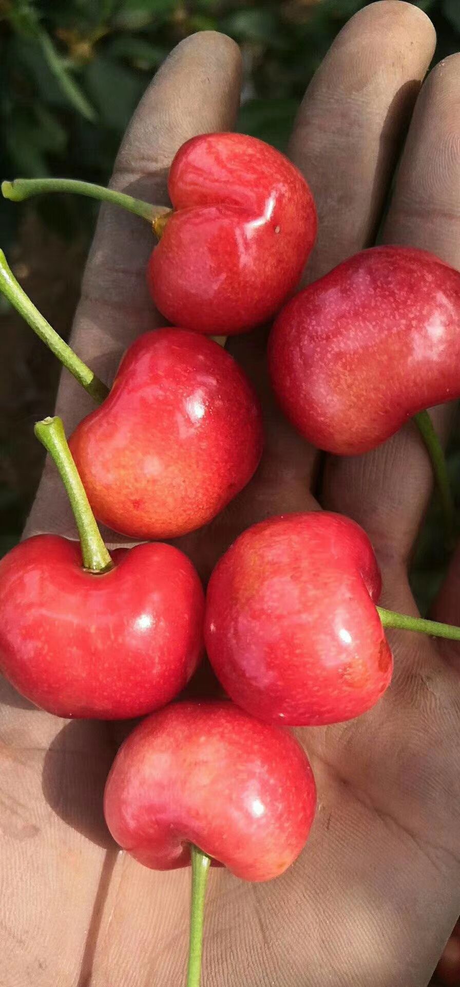 樱桃美国大红品种图图片