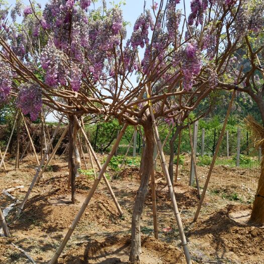 沭阳县 基地出售各种规格紫藤  工程苗  量大从优 欢迎订购