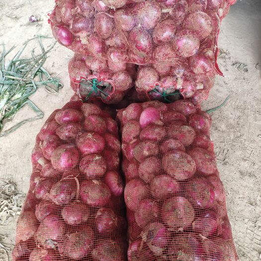 通许县 早熟紫皮洋葱，走货量大，质量保证