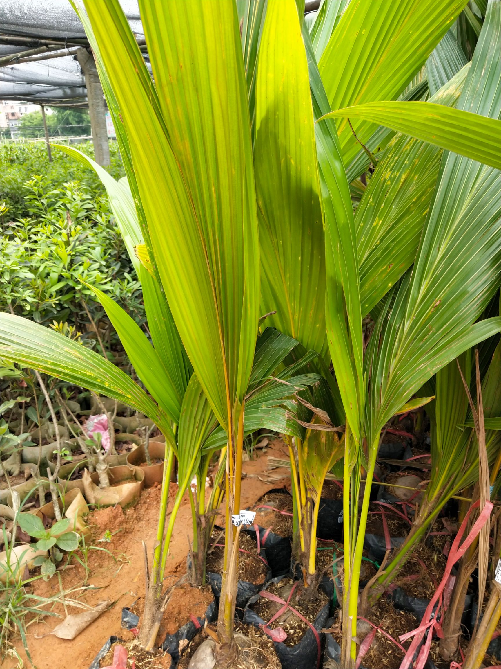  椰子樹(shù)苗大王椰 大王椰樹(shù)苗椰子樹(shù)苗 椰王苗綠化苗木椰子苗果