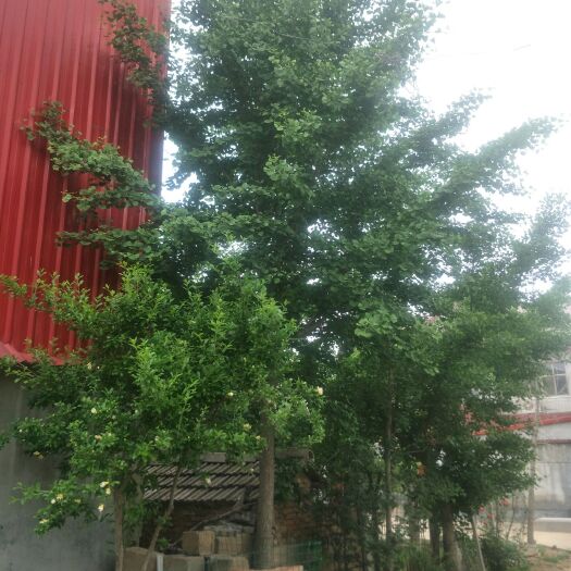 邳州市银杏实生苗