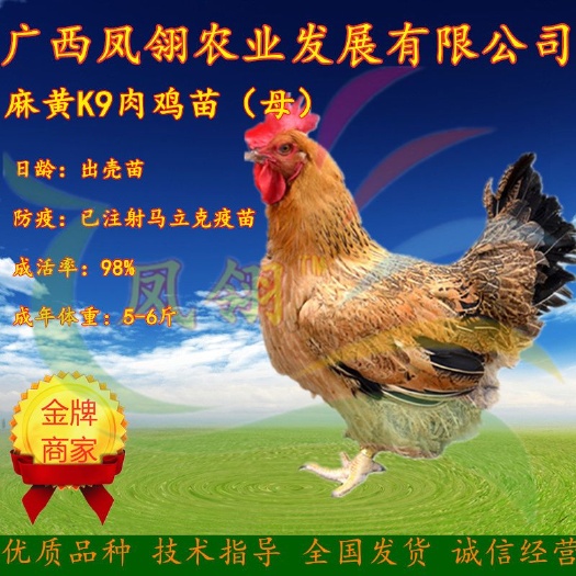 南宁K9麻黄鸡苗 嫩口大苗