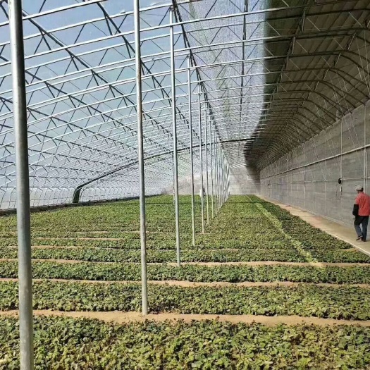 太原蔬菜大棚 大棚骨架和配件