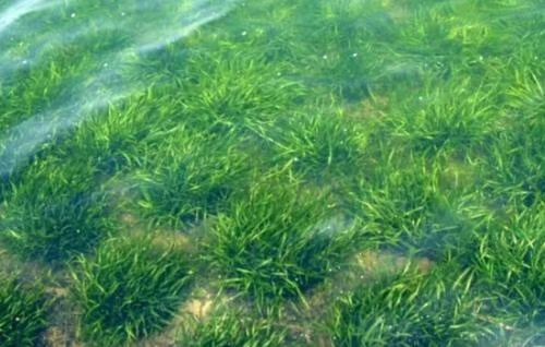 南京苦草苗、四季苦草苗、水韭菜苗