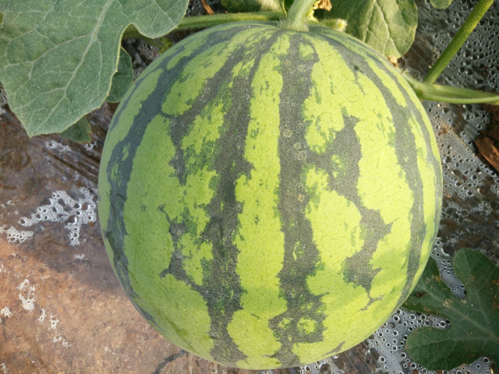 美都西瓜 8斤打底 9成熟 1茬 无籽