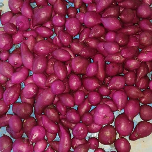 佛山 越南紫薯
