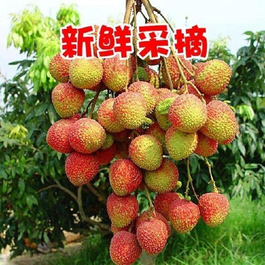 万宁市妃子笑荔枝 海南妃子笑，季节货