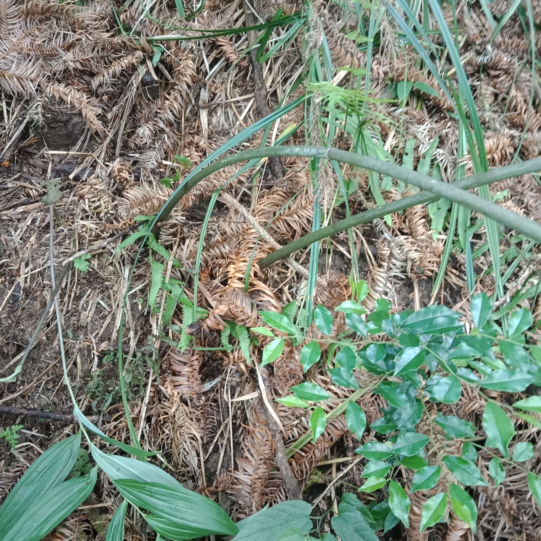 [新鲜野生黄精批发] 新鲜野生黄精和土茯芩价格