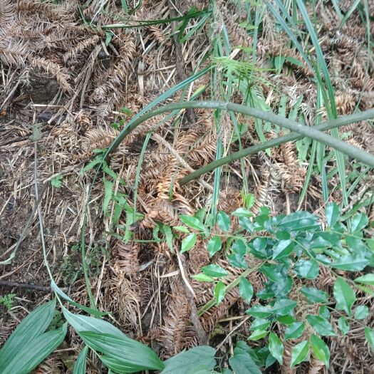 乐昌市新鲜黄精 新鲜土茯芩