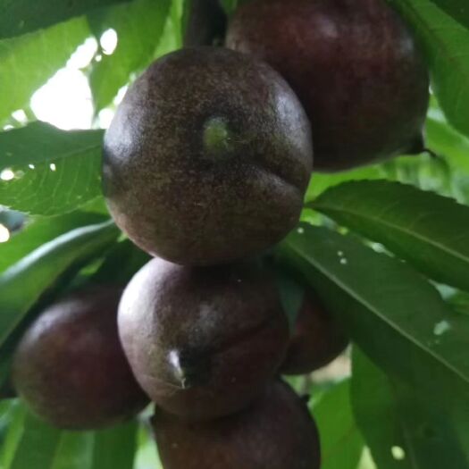 泰安中华黑桃树苗，早熟品种结果早产量高个头大耐运输挂果长的桃树苗