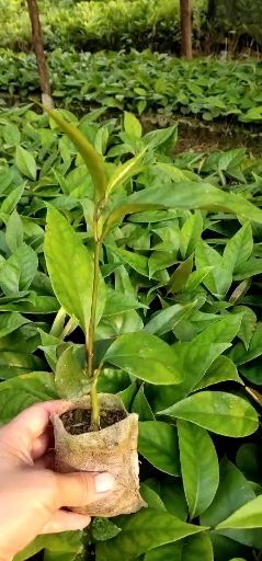 灵山县粉红黑老虎苗 正宗新品种黑老虎果苗布福娜果树苗长寿果苗 奇特果苗爬藤果树苗