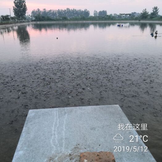 枝江市杂交黄骨鱼 0.1公斤 人工养殖