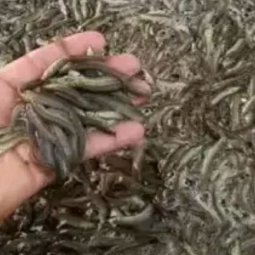  泥鳅生长速度快。