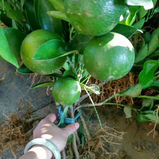 灵山县夏橙树苗嫁接树苗，早结果，丰产性好