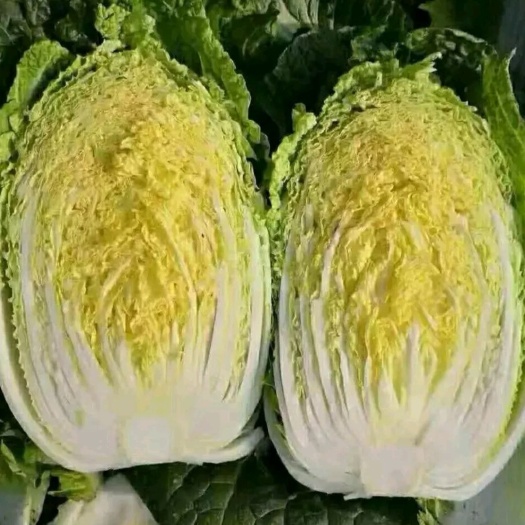 定州市河北定州大量供应大白菜