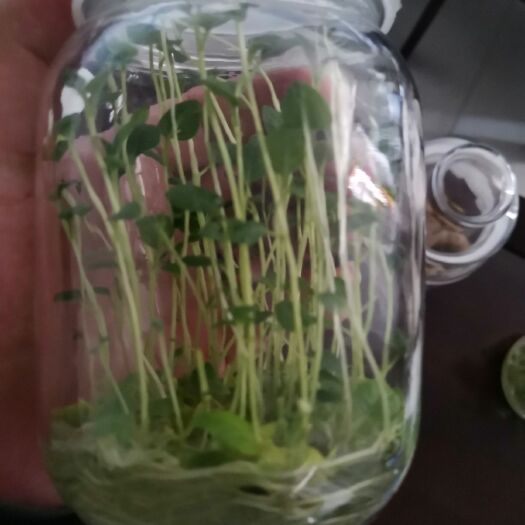 张北县荷兰十四土豆种子 马铃薯组培苗