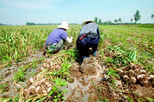 邳州市 正宗邳州新鲜大蒜，农家自种大蒜。