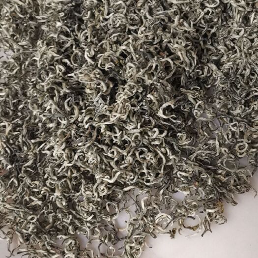 思茅月光白 普洱毛尖芽茶