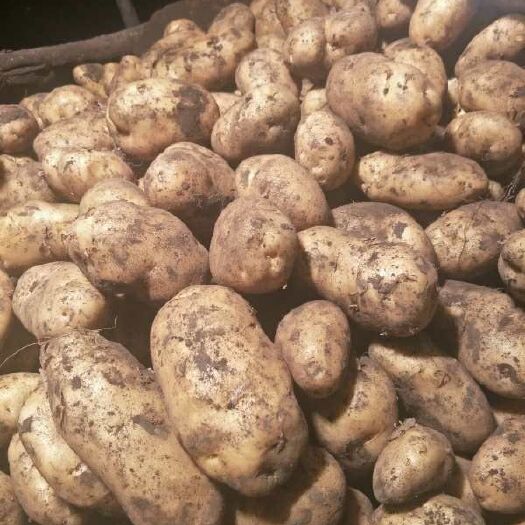 牙克石市荷兰15号土豆 寻找合作伙伴