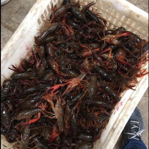 安康 安康地区小龙虾批发零售