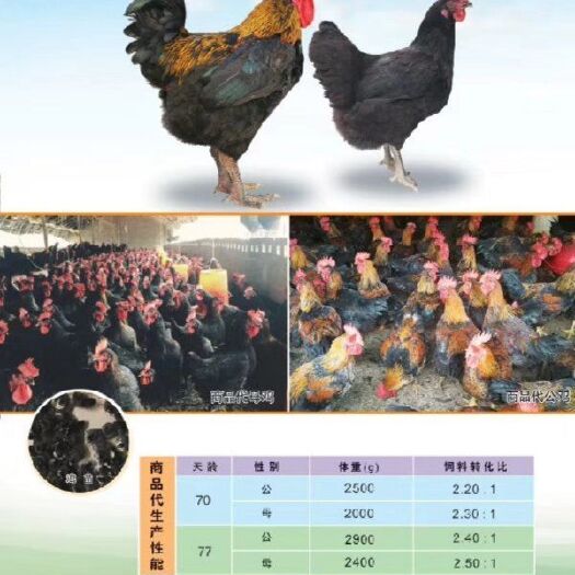 新兴县 鸡苗